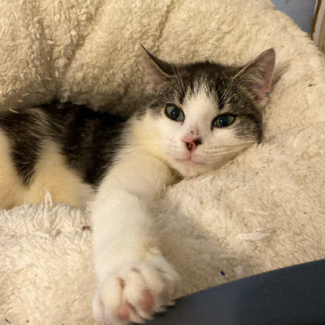 Photo of Rafael Nadal **2nd Chance Cat Rescue**