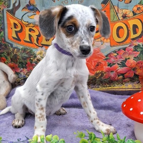 Po  - Cavalier King Charles Spaniel x Poodle x Australian Cattle Dog