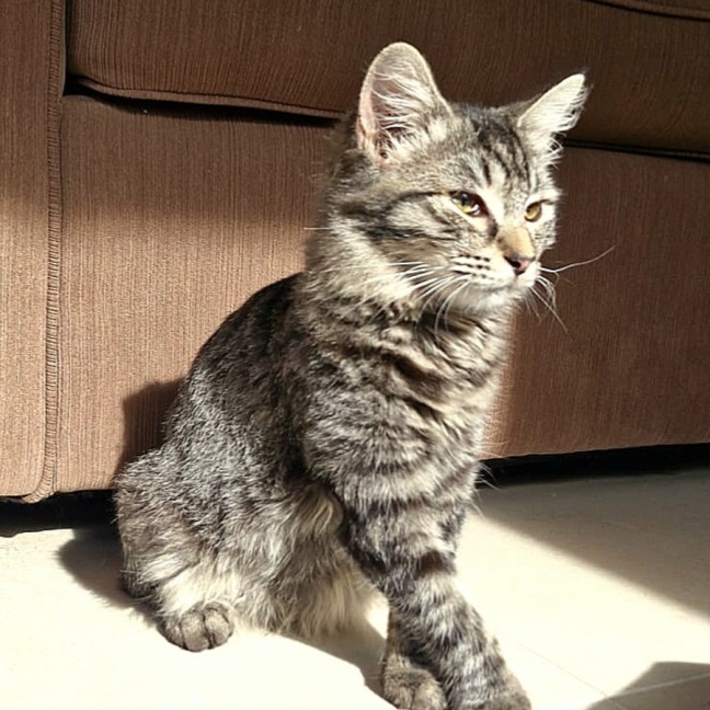 Photo of Miso & Soba