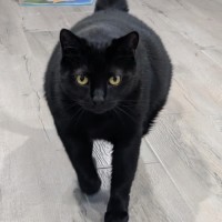 Photo of Tiger And Sock