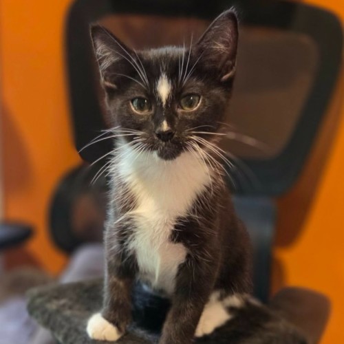 Paddy ** 2nd Chance Cat Rescue ** - Domestic Short Hair (DSH) Cat