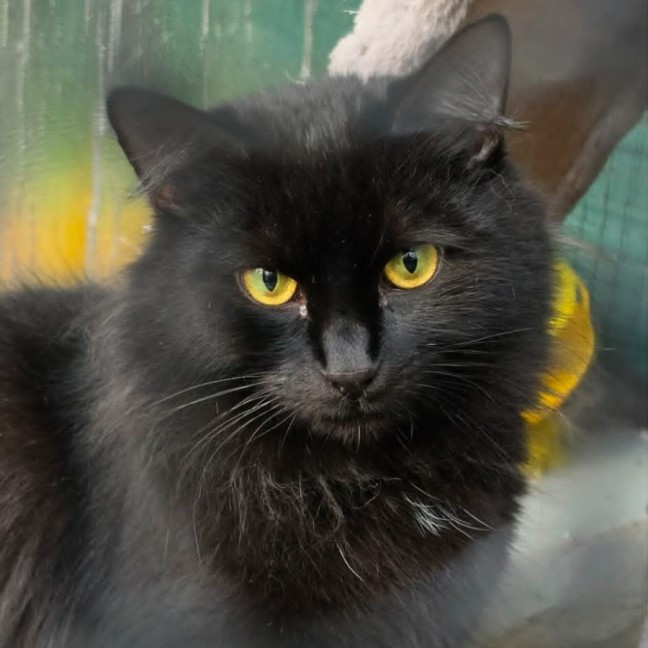 Photo of Okaasan ** 2nd Chance Cat Rescue**