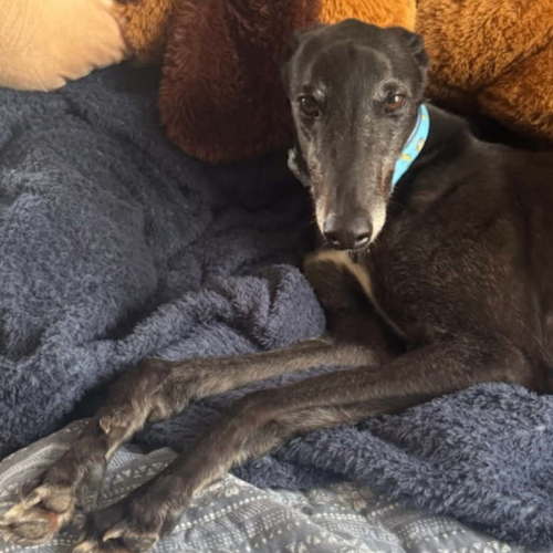 Diego - Greyhound Dog