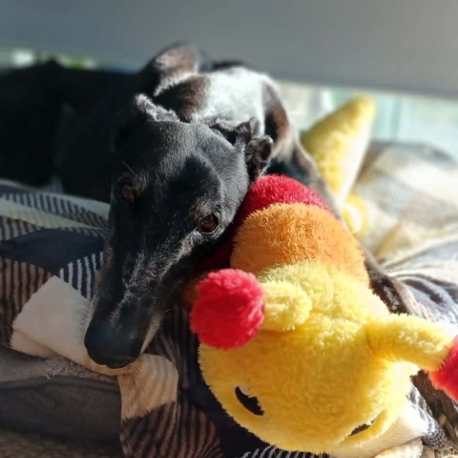 Photo of Audi, The Greyhound 