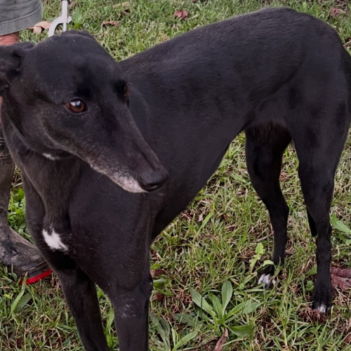 Connie - Greyhound Dog