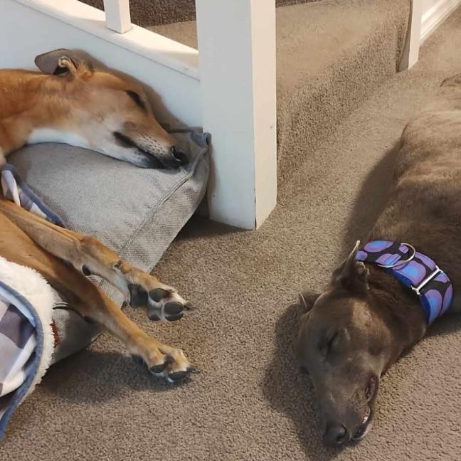 Photo of Meeka, The Loveable Young Rescue Greyhound