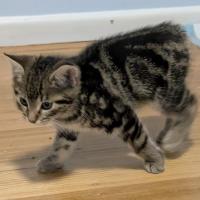 Photo of Motley ^^Dandy Cat Rescue^^