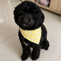Photo of Schmidt (Assisted Rehome)