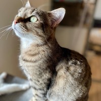 Photo of Agatha ** 2nd Chance Cat Rescue **