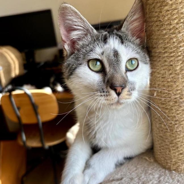 Photo of Marble