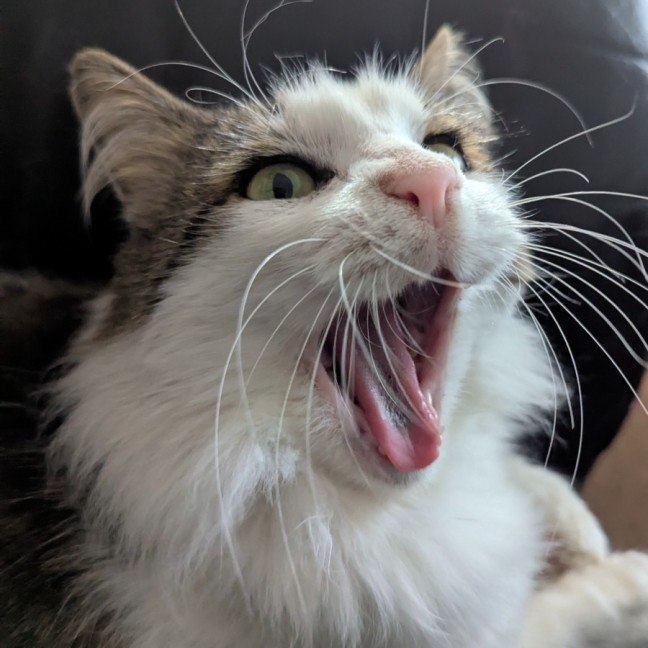 Photo of Mr Cat (A.K.A.Mr Mystery Cat)