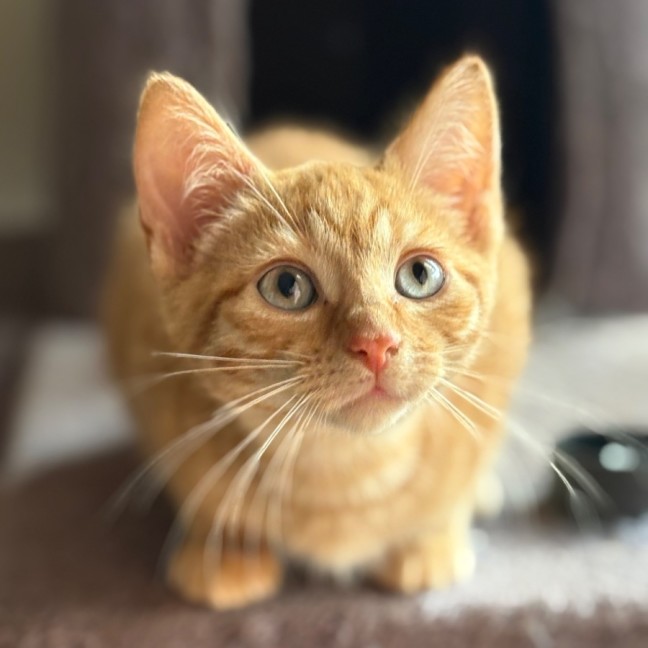 Photo of Jake 🐈🧡🧡