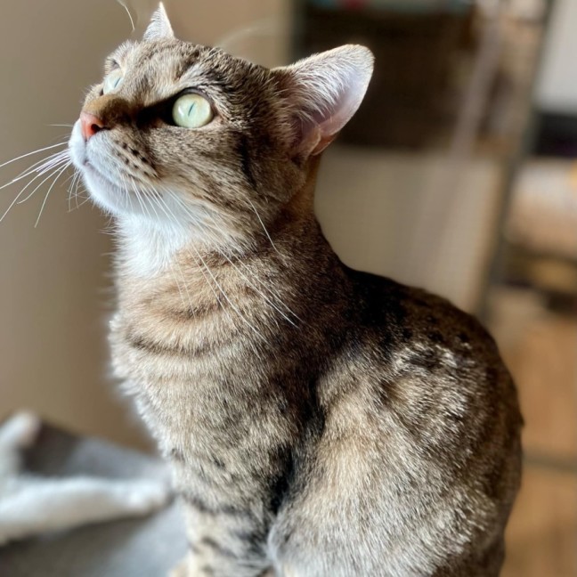 Photo of Agatha ** 2nd Chance Cat Rescue **