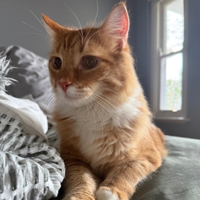 Photo of Apollo