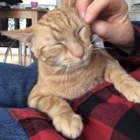 Photo of Thomas *9 Lives Project Rescue*