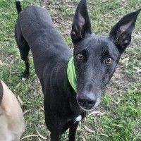 Photo of Bohdi