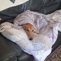 Photo of Sean, The Greyhound