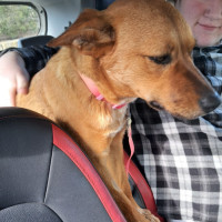 Photo of Pep (Aka) Pepper