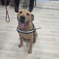 Photo of Jasper