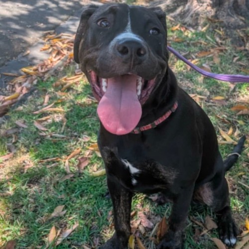 Luigi - Staffordshire Bull Terrier Dog