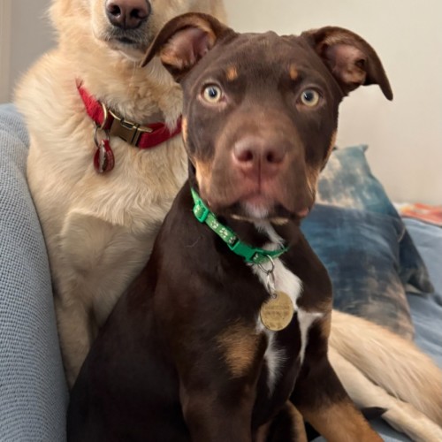Apsara - Mastiff x Australian Kelpie Dog