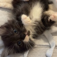 Photo of Arlo & Stella