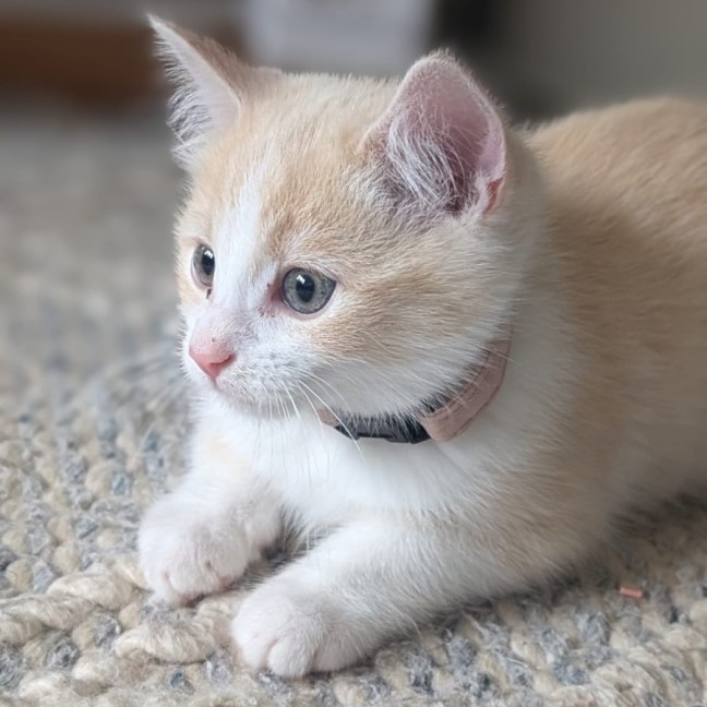 Photo of Piper