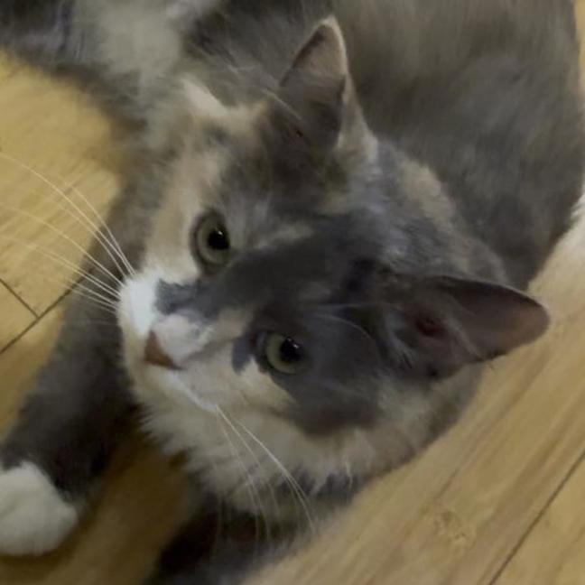 Photo of Tiramisu 😸