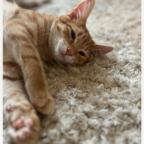 Miami  - Domestic Short Hair (DSH) Cat