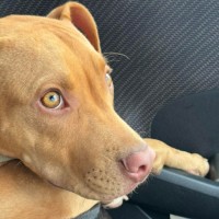 Photo of Murphy
