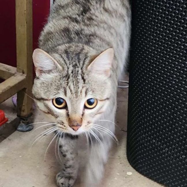 Photo of Tonka