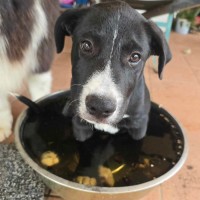 Photo of Domino