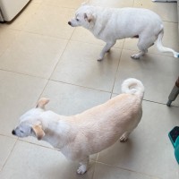 Photo of Nugget & Missy