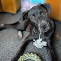 Photo of Chomp 