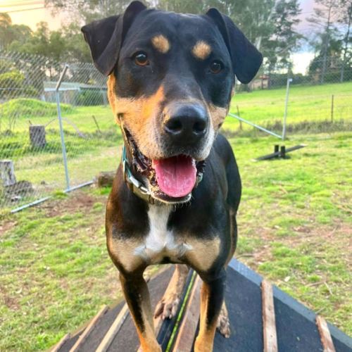 Pace - Doberman x Kelpie Dog