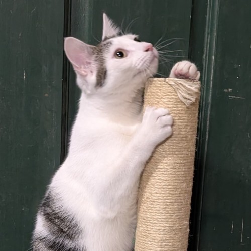 Dora - Domestic Short Hair (DSH) Cat