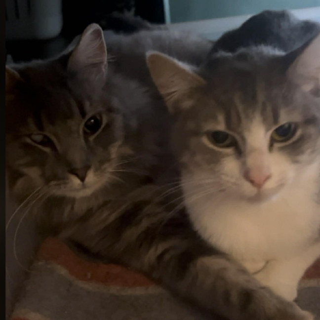 Photo of Bailey And Odin