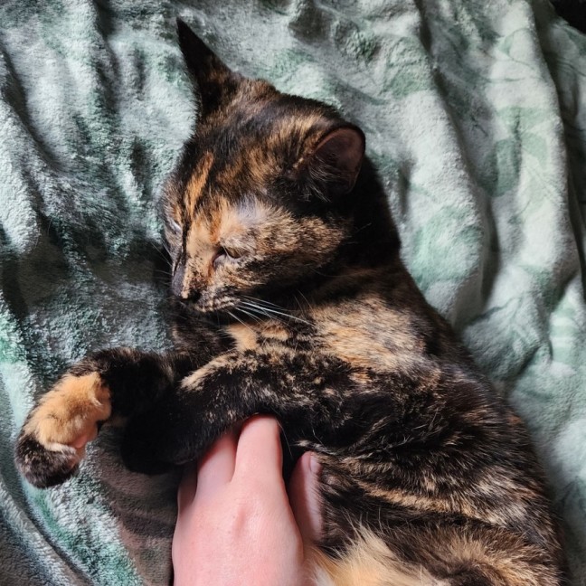 Photo of Honey