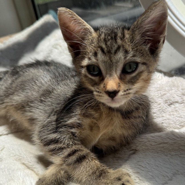 Photo of C1530 Garrett