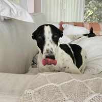 Photo of Zoe, The Greyhound