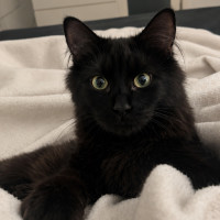 Photo of Teddie