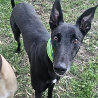 Photo of Bohdi