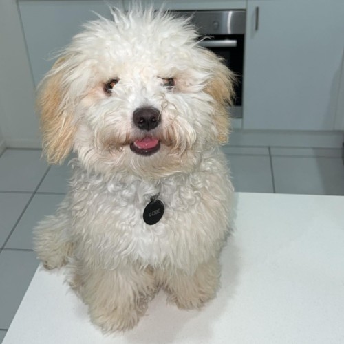 Kobe - Maltese x Poodle (Miniature) Dog