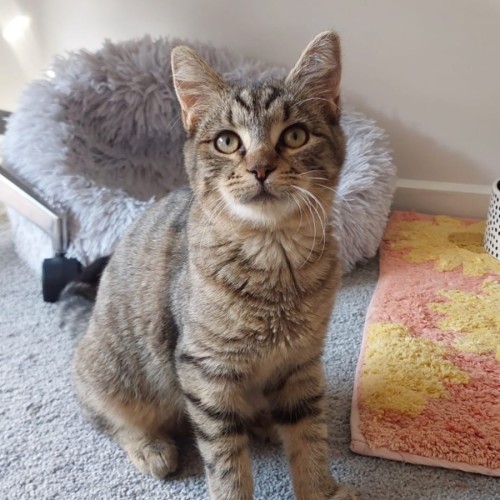 Peggy - Domestic Short Hair (DSH) Cat