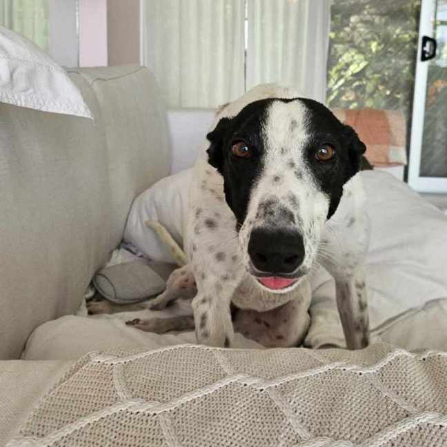 Photo of Zoe, The Greyhound