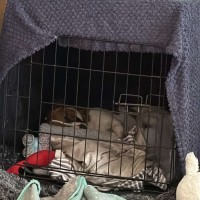 Photo of Little Drummer Boy