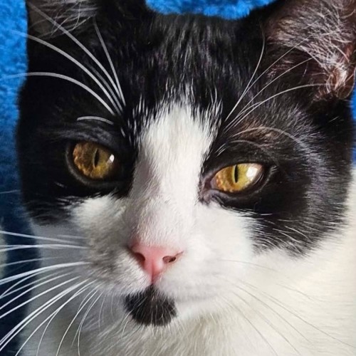Domino  - Domestic Short Hair (DSH) Cat
