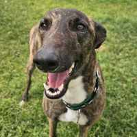 Photo of Mocha, The Greyhound