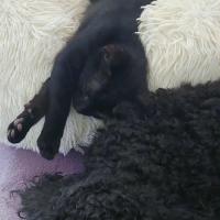 Photo of Smokey 