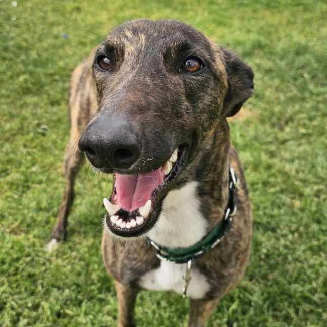 Photo of Mocha, The Greyhound